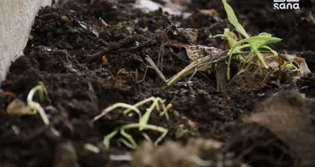 من جبلة: مهندس زراعي يحول المخلفات إلى ذهب بإنتاج سماد الفيرمي كومبوست العضوي