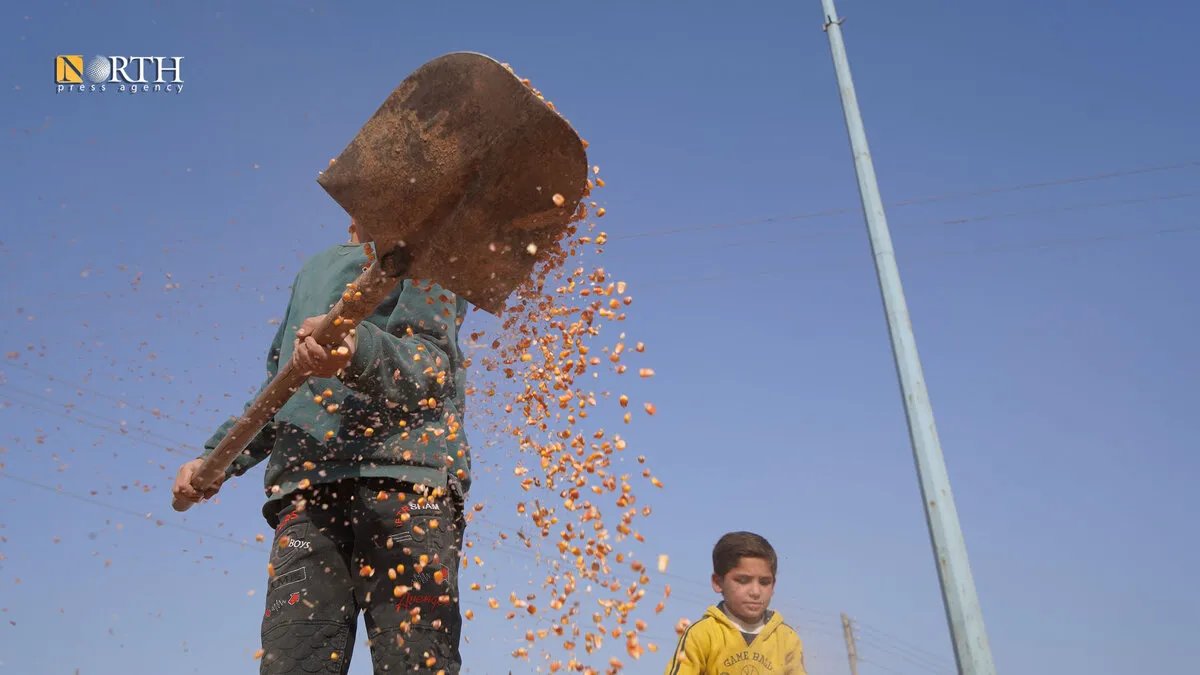 الرقة: مزارعو الذرة الصفراء يلجأون إلى الطرقات لتجفيف محاصيلهم المتضررة
