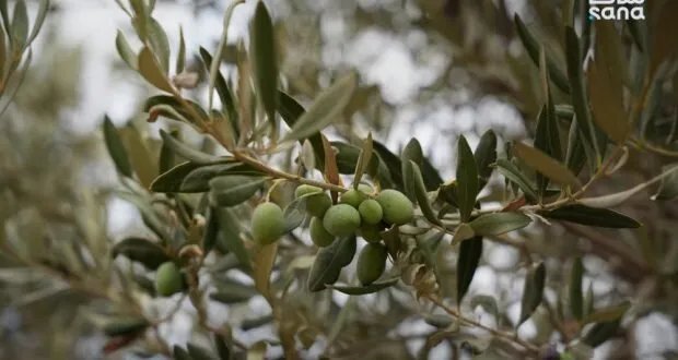 الجفاف يهدد زيتون سوريا: جهود بحثية لإنقاذ المحصول والحفاظ على الجودة
