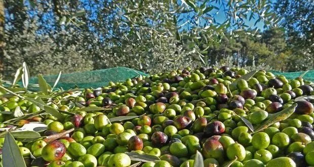 تراجع إنتاج الزيتون في سوريا: أسباب تتجاوز المناخ وتستدعي خطة إنقاذ وطنية