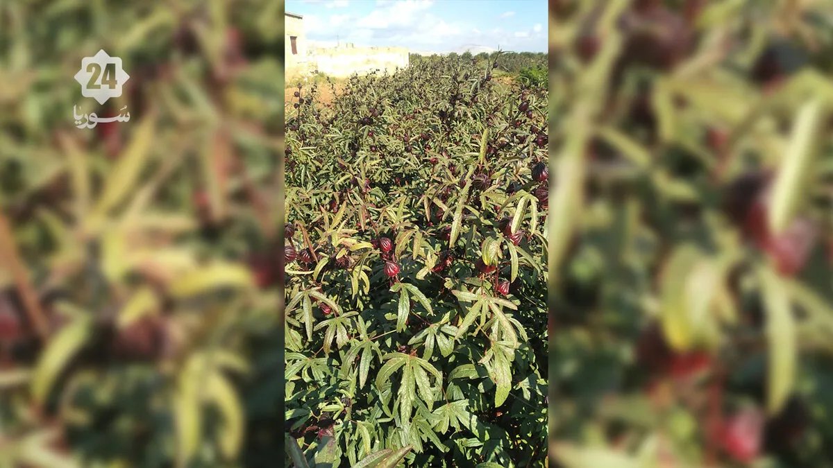 زراعة الكركديه في ريف حلب الجنوبي: تجربة رائدة لتحسين دخل المزارعين وتنويع المحاصيل