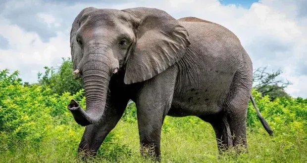 فاجعة في إندونيسيا: فيل يدهس طفلة تبلغ من العمر 8 سنوات حتى الموت