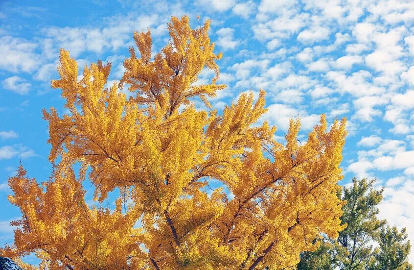 رائحة كريهة لثمار الجنكو تثير استياء زوار حديقة برلمان كاليفورنيا