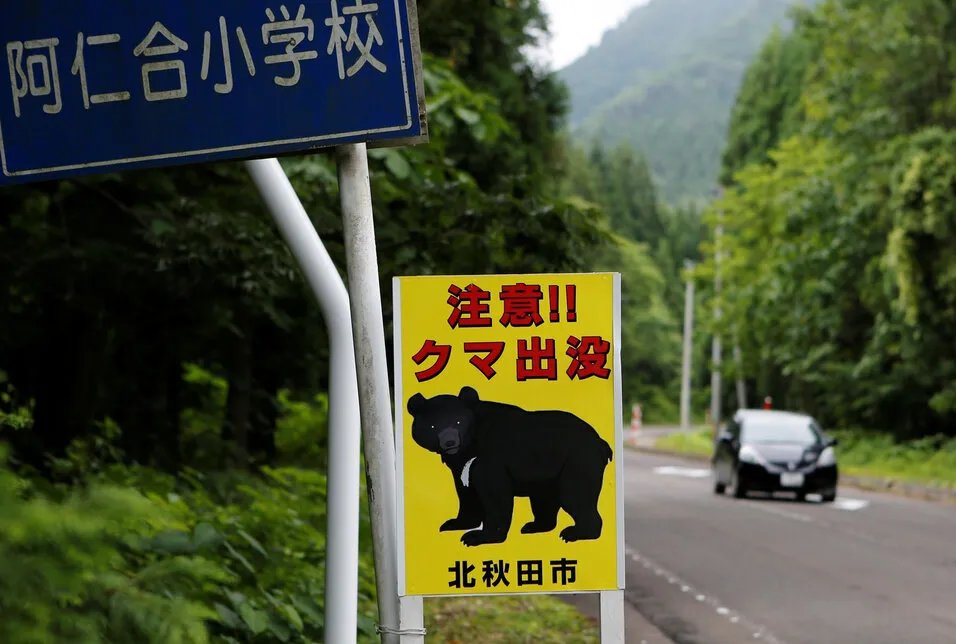 اليابان تتخذ إجراءات صارمة: الشرطة مخولة باستخدام الأسلحة النارية لمواجهة تفشي الدببة بعد ارتفاع عدد الضحايا