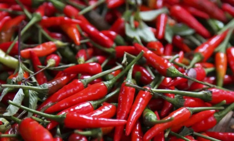 ابتكار مثير للجدل: مربي أسماك صيني يطعم أسماكه الفلفل الحار.. والنتيجة غير متوقعة!