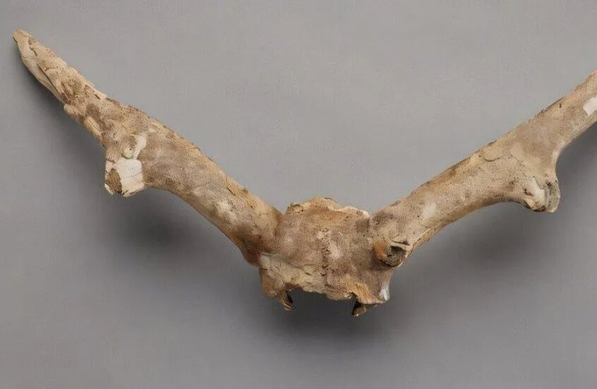 اكتشاف مذهل في روسيا: بقايا وحيد القرن الصوفي المنقرض تعود للحياة!