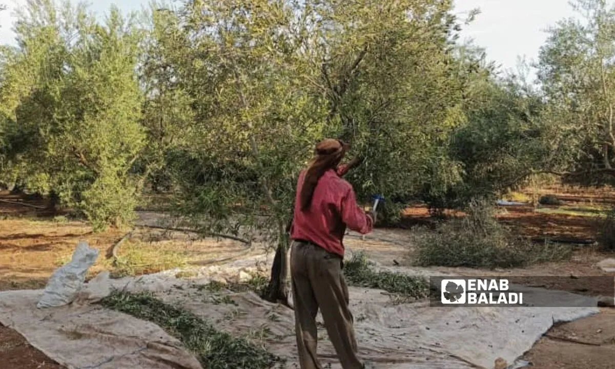 تراجع حاد في إنتاج الزيتون بدرعا يثير قلق المزارعين