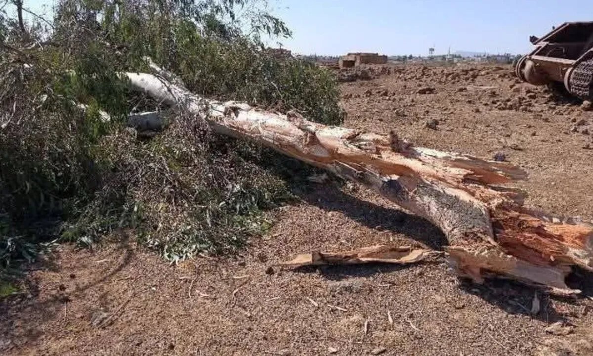 القنيطرة: خسائر فادحة للمزارعين بسبب التجريف والحصار الإسرائيلي