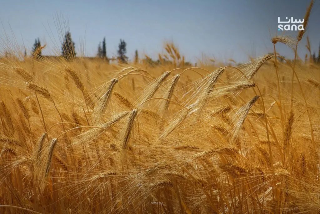 سوريا: إطلاق مشروع "القرض الحسن" لدعم مزارعي القمح وتعزيز الأمن الغذائي