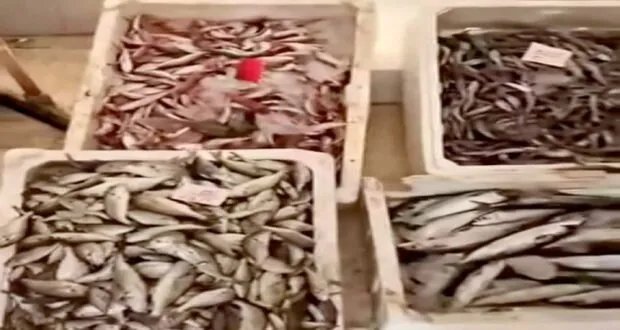 صيادون يحذرون من الصيد الجائر في اللاذقية والمؤسسة العامة للأسماك تتعهد بالتحرك