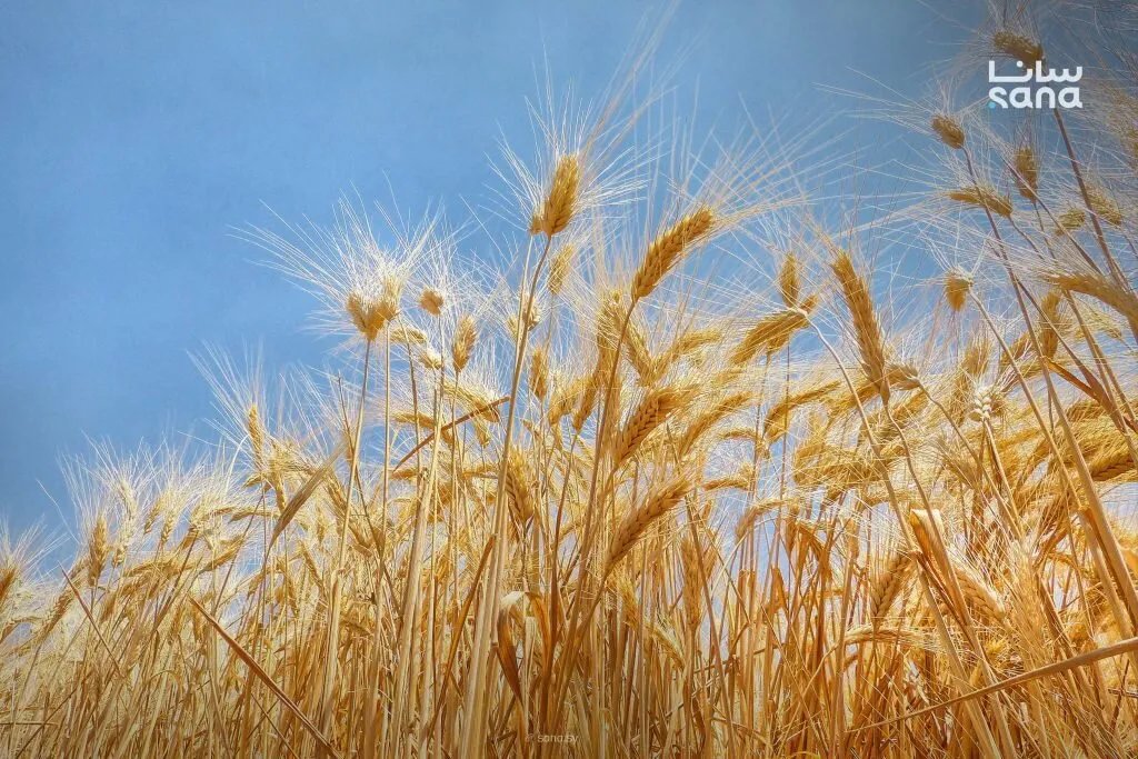 الزراعة السورية تحدد شروطاً ميسرة للحصول على "القرض الحسن" لدعم مزارعي القمح