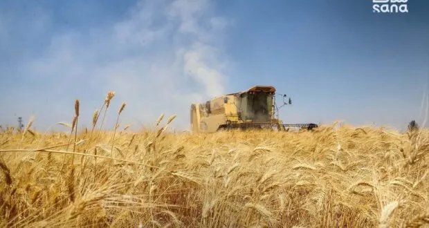 الزراعة السورية تكشف شروط الحصول على "القرض الحسن" لدعم مزارعي القمح