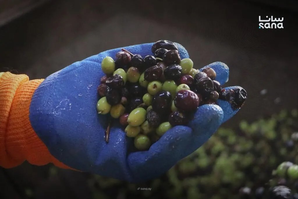 زراعة دمشق وريفها تكثف الرقابة على معاصر الزيتون لضمان جودة الإنتاج وحماية المستهلك