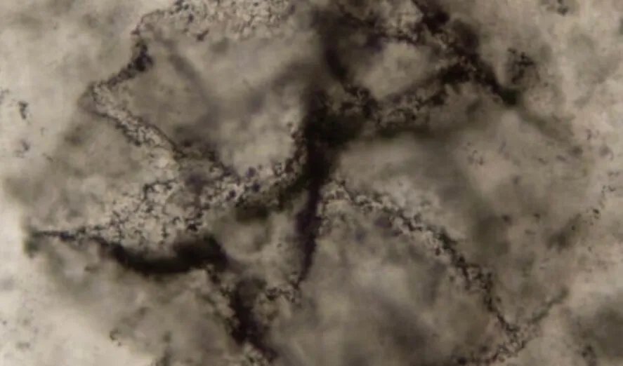 اكتشاف مذهل: تقنية جديدة تكشف أقدم آثار كيميائية للحياة على الأرض عمرها 3.3 مليار سنة