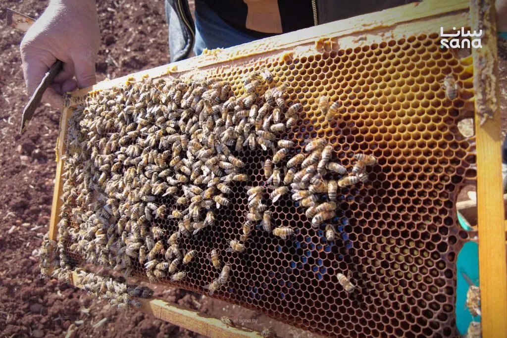 تربية النحل في حمص تواجه الجفاف وارتفاع التكاليف.. جهود مستمرة لدعم القطاع