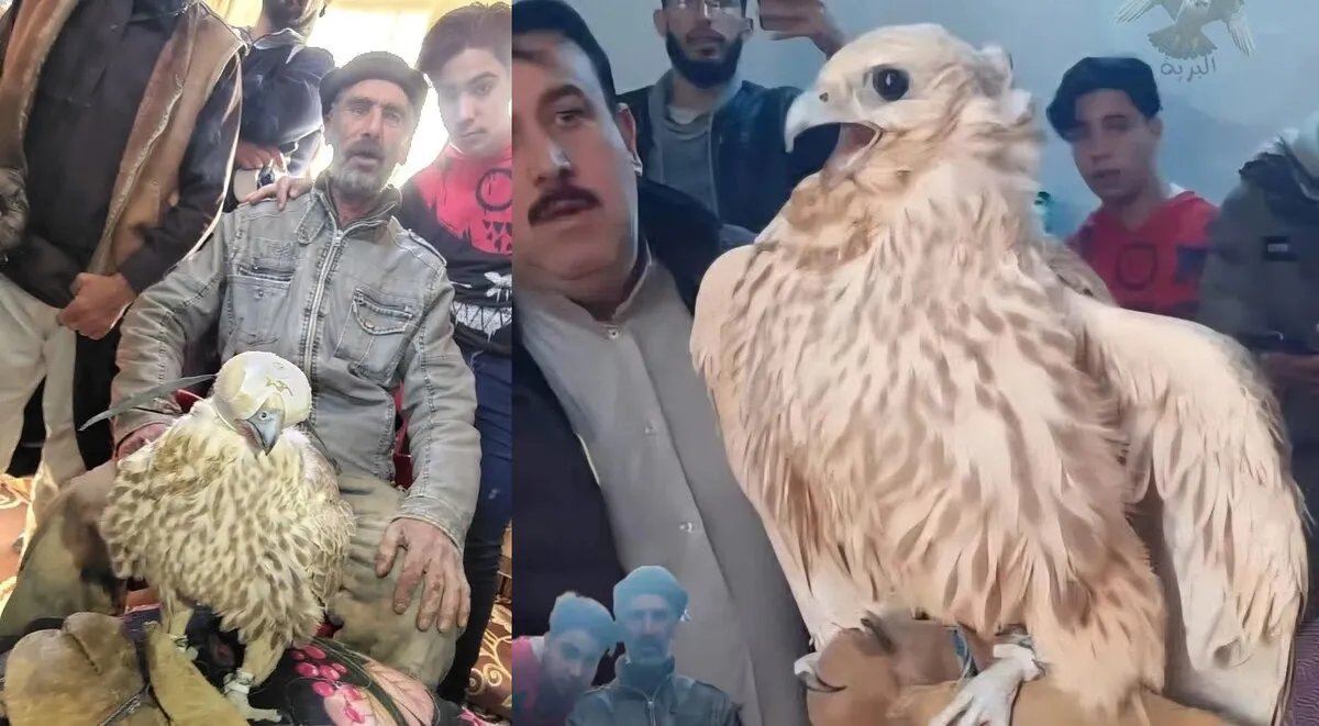 صيد طائر حر نادر في سوريا يثير التوقعات ببيعه بملايين الليرات