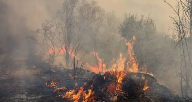 الدفاع المدني يسيطر على سلسلة حرائق في أحراج سلمى وريف اللاذقية ويحمي المنازل والمزارع