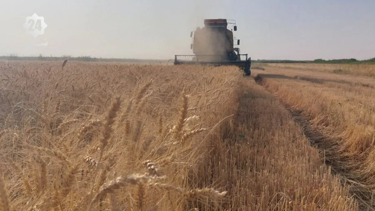 الرقة: أزمة زراعة القمح تتفاقم بسبب ارتفاع التكاليف وغياب الدعم