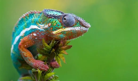 اكتشاف مذهل: العلماء يكشفون سر حركة عيون الحرباء المستقلة