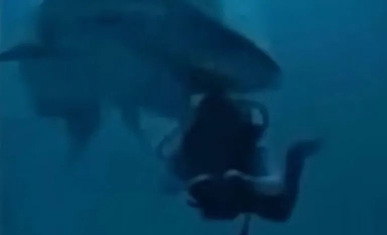لحظات مرعبة ونادرة: قرش ضخم يبتلع كاميرا غواص في جزر المالديف ويسجل فيديو من فمه!