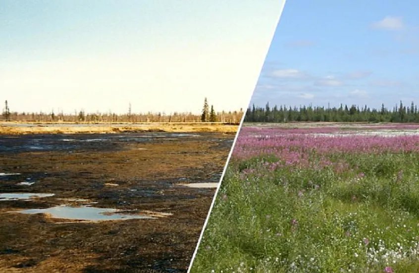 روسيا تبتكر طريقة ثورية لاستصلاح الأراضي الملوثة بسرعة وبتكلفة زهيدة