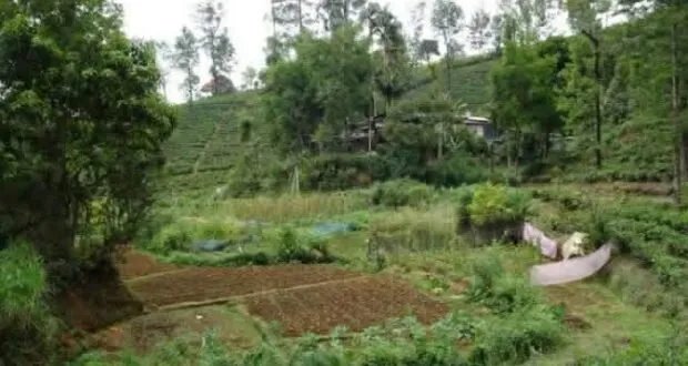 الزراعة العضوية: نظام مستدام يحافظ على البيئة وصحة الإنسان