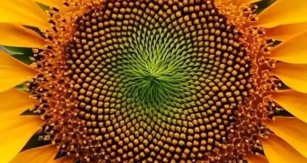 اكتشف السر الرياضي المذهل في زهرة دوار الشمس ونظام فيبوناتشي!