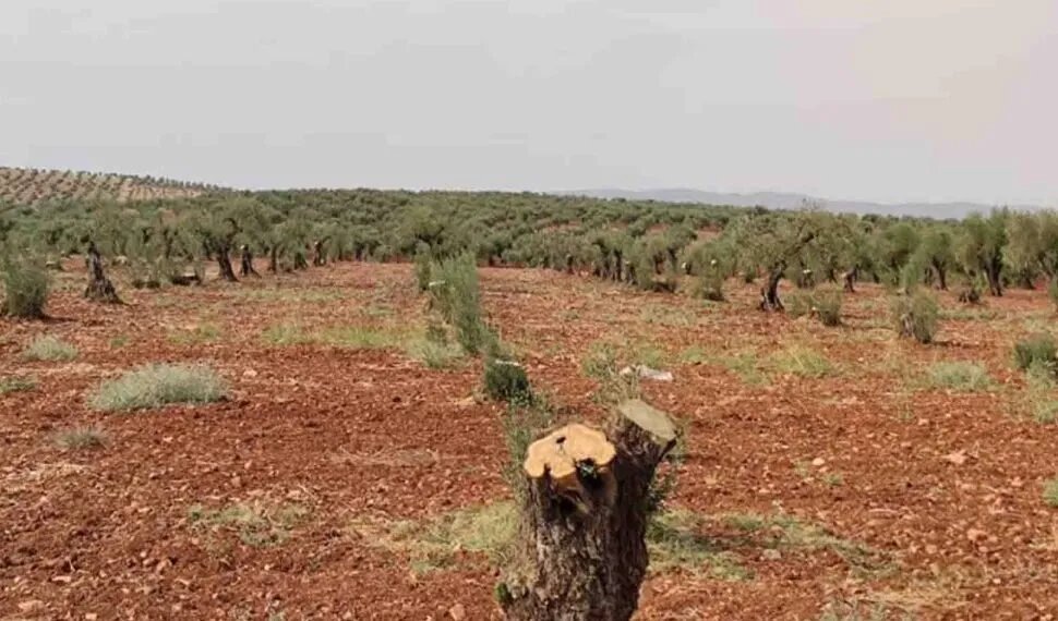 إدلب تطلق حملة تشجير واسعة: هل تنجح في استعادة الخضرة المفقودة ومواجهة الجفاف؟