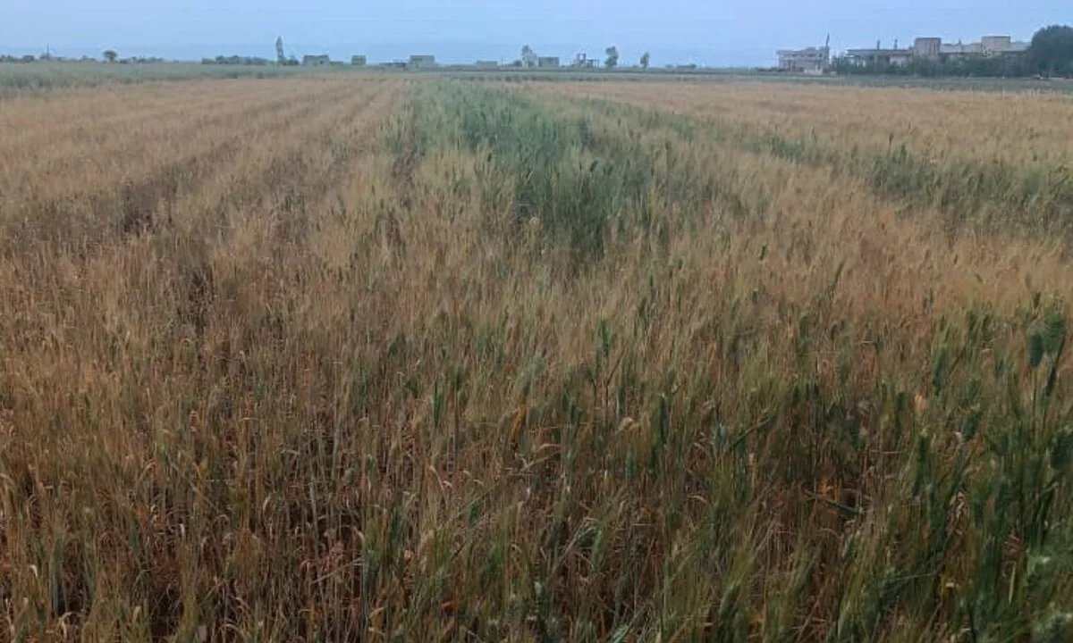 تطلعات مزارعي حمص الشمالي لموسم قمح واعد رغم التحديات