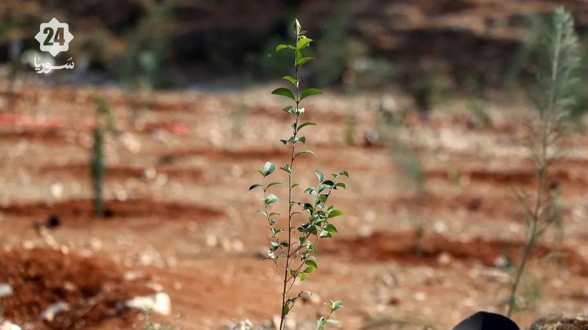 إدلب تستعيد خضرتها: حملة واسعة لزراعة مئات الآلاف من أشجار الزيتون