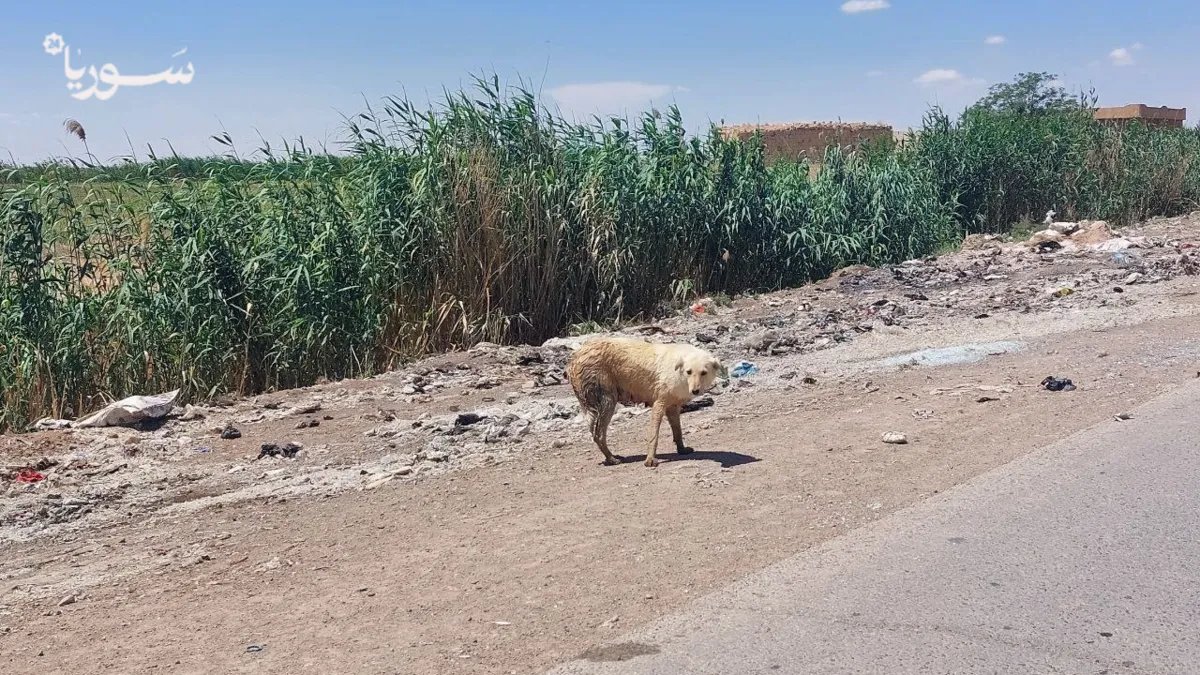 الرقة: تفاقم خطر الكلاب الشاردة يثير ذعر السكان قرب المدارس والأحياء السكنية