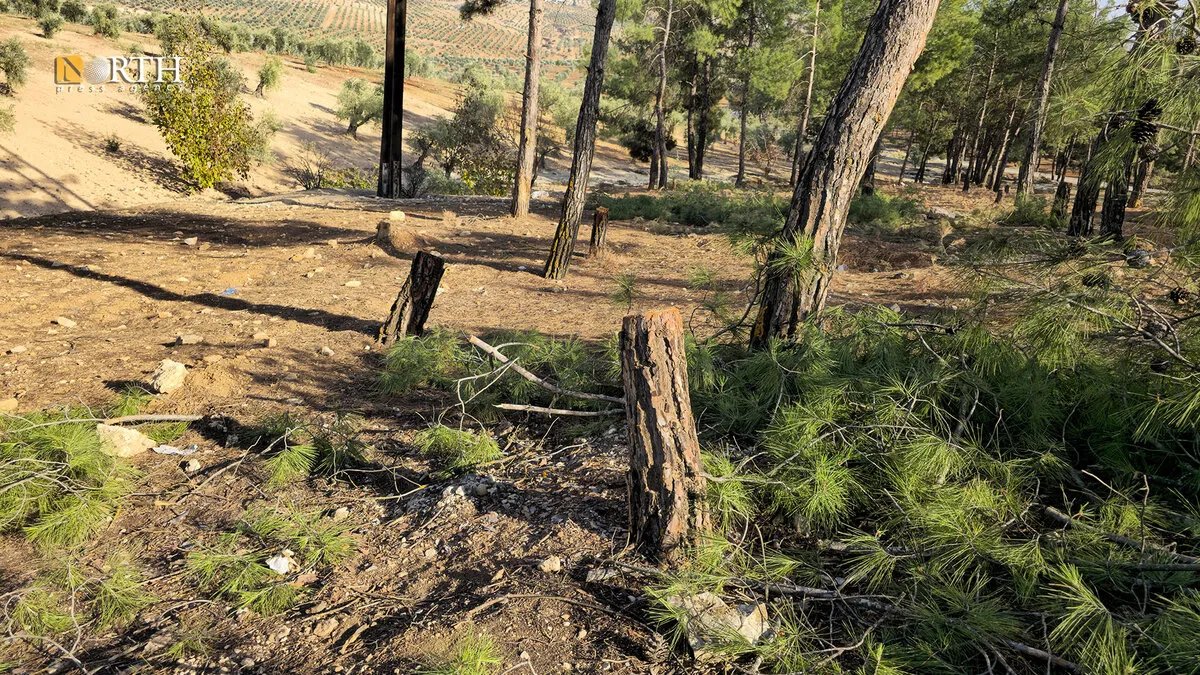 مع اقتراب الشتاء: قطع جائر للأشجار الحراجية يهدد جبل بافلون وقرى عفرين