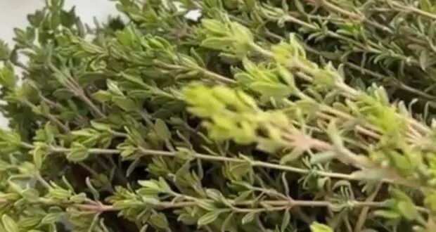 الزعتر: كنز الشتاء ورفيق الصحة في كل بيت