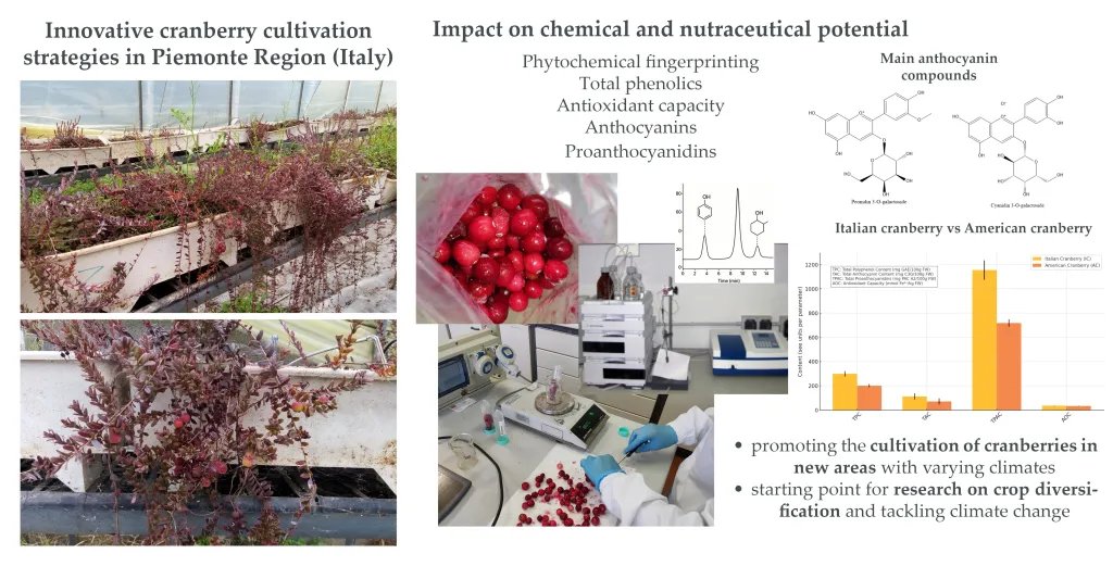 اكتشاف واعد: التوت البري يعزز صحة العظام ويقلل خطر الهشاشة