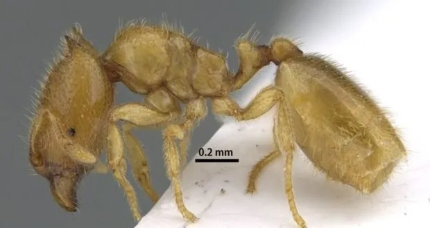 اكتشاف علمي فريد: نوع نادر من النمل يظهر في وادي شيص بالشارقة