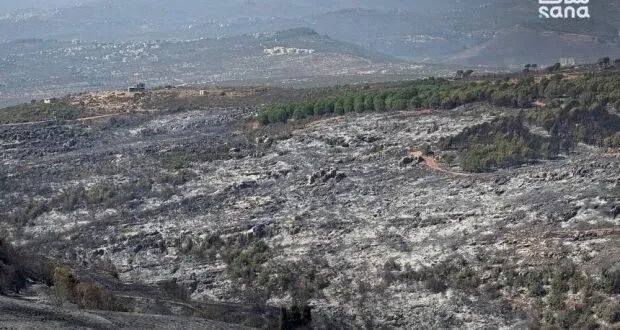 سوريا تعزز جهودها لاستعادة الغطاء النباتي المتضرر من الحرائق: خطط طموحة لزيادة التشجير