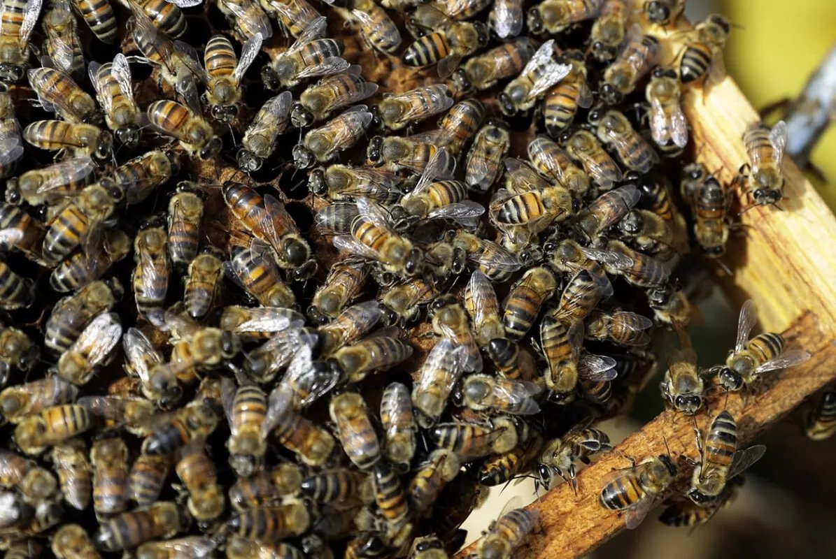 مزارع لبناني يدهش العالم بحمله 12 كيلوغراماً من النحل الحي دون لسع