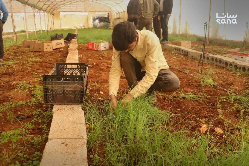 المشروع الوطني لإنتاج شتول البصل: خطوة لتعزيز الاكتفاء الذاتي ودعم المزارعين