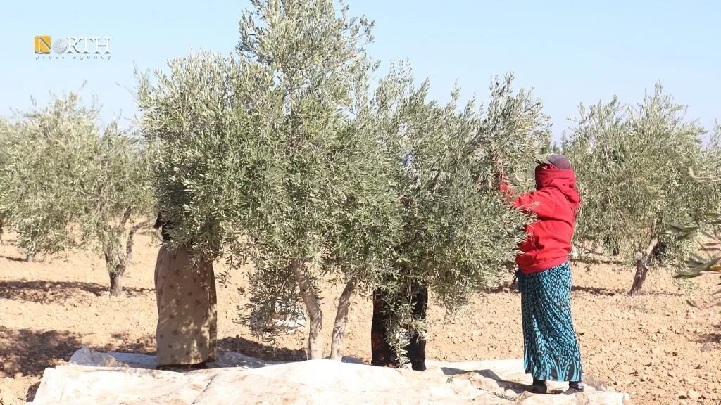 مزارعو كوباني يواجهون شبح الجفاف: الزيتون يذوي والأمل يتلاشى