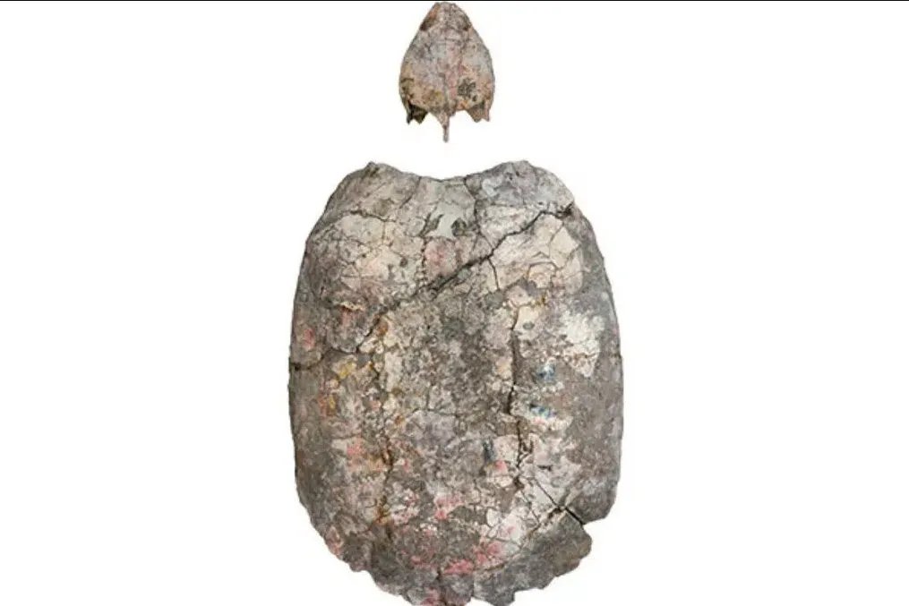 اكتشاف مذهل في كولومبيا: سلحفاة أحفورية عمرها 13 مليون عام تكشف أسرار الماضي