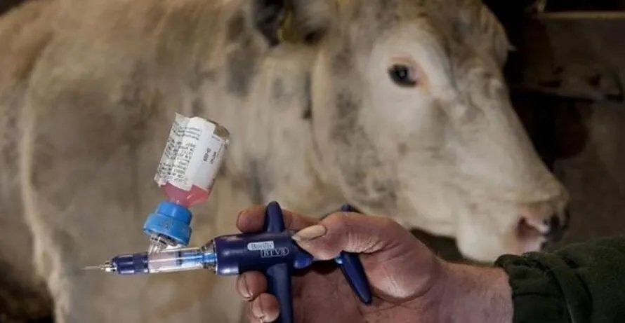 إيرلندا الشمالية تسجل أول حالة إصابة بفيروس "اللسان الأزرق" وتعلن حالة استنفار