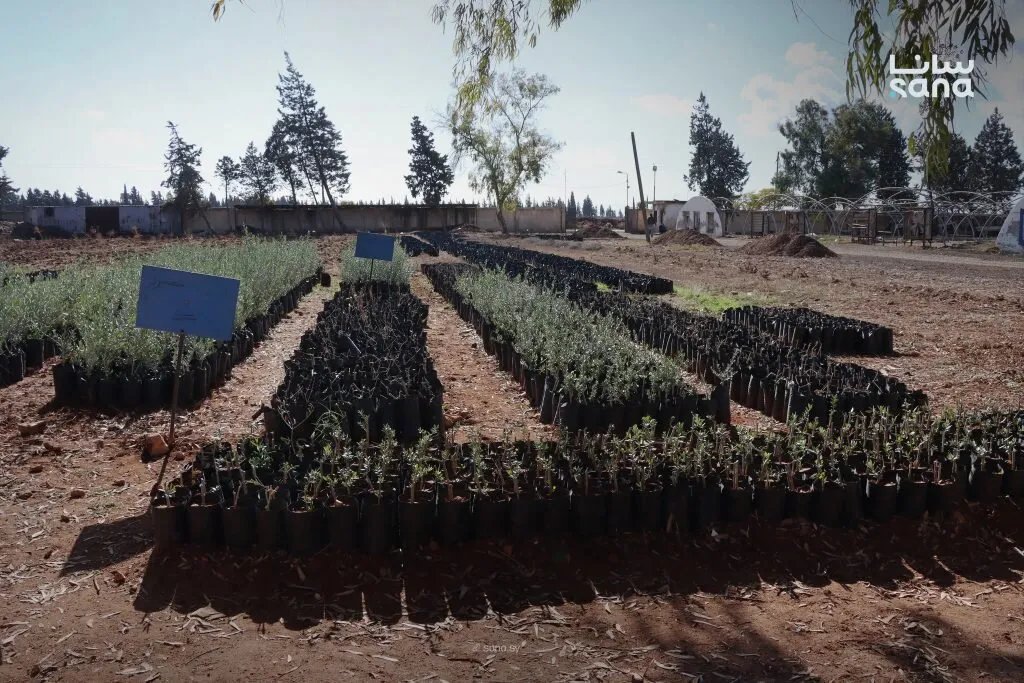 حمص: مديرية الزراعة تطلق بيع غراس الزيتون لدعم الإنتاج وتحقيق الاكتفاء الذاتي