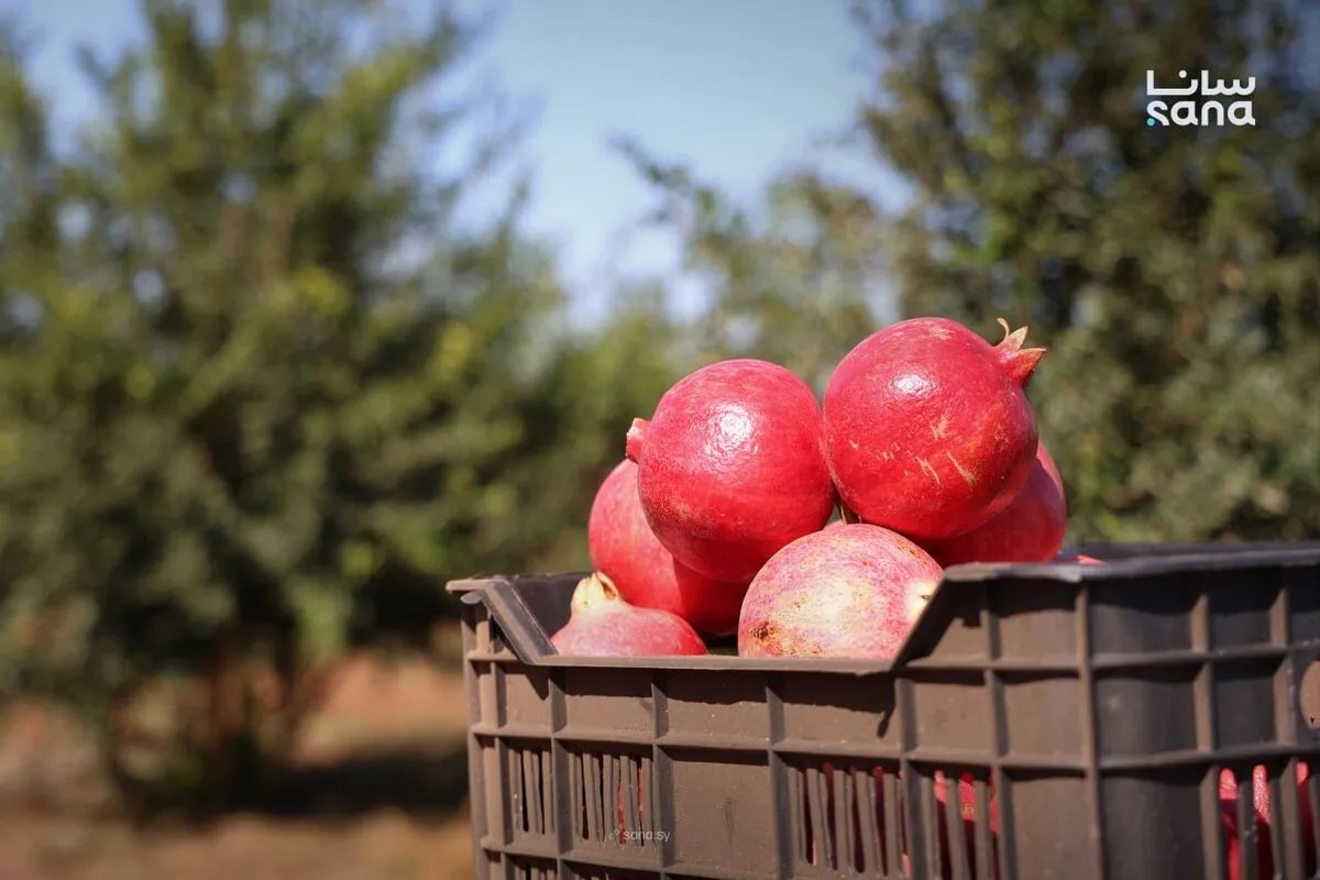 سوريا توقف استيراد منتجات زراعية في كانون الأول لحماية الإنتاج المحلي