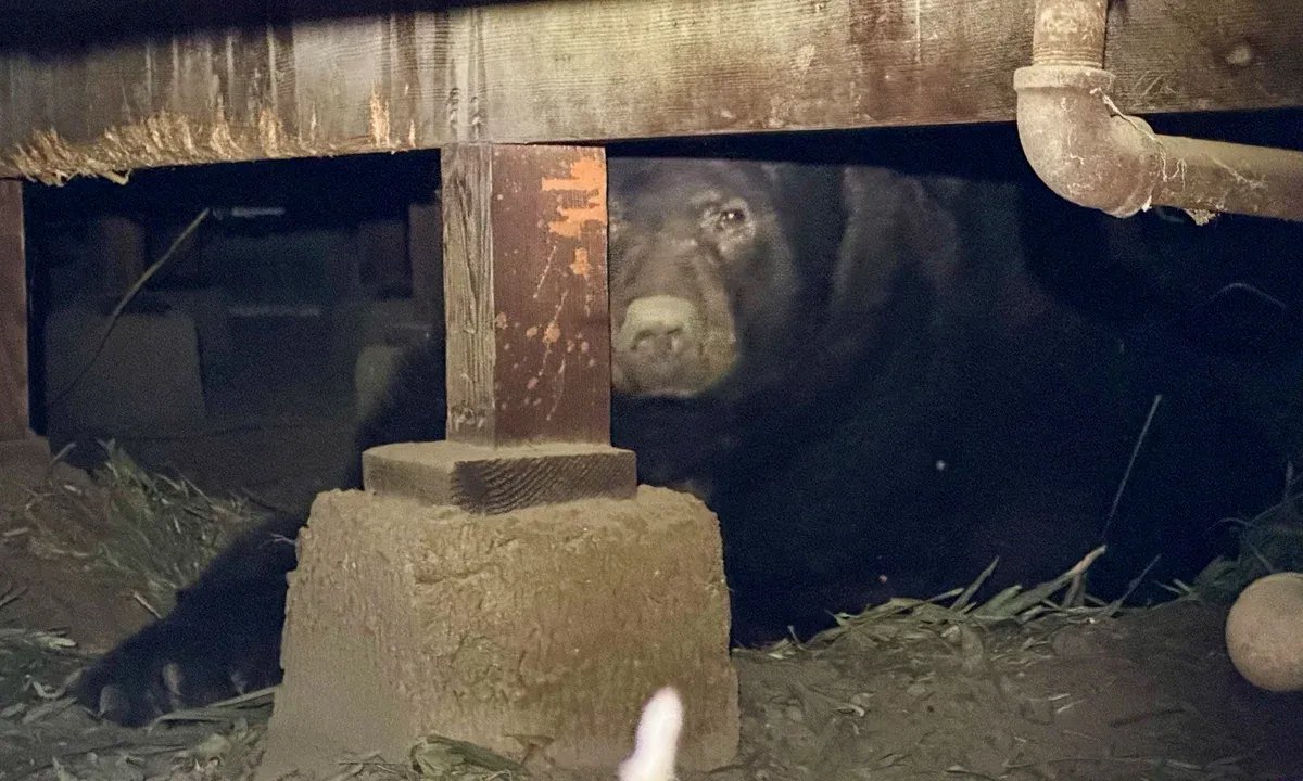 اكتشاف غير متوقع: دب أسود يتخذ قبو منزل في كاليفورنيا مأوى له