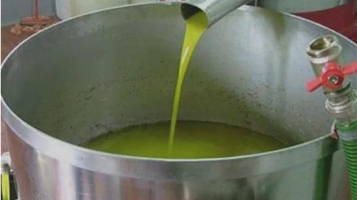 تراجع حاد في إنتاج زيت الزيتون السوري هذا العام: انخفاض يصل إلى النصف