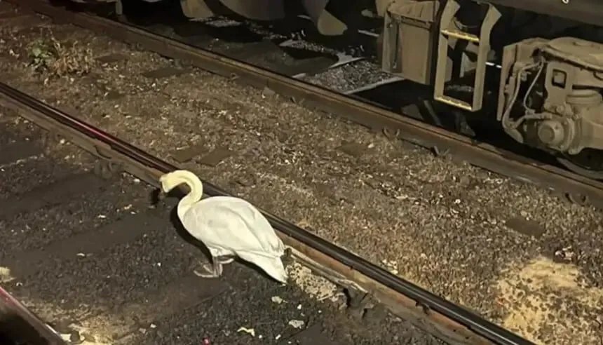 بجعة تتسبب بتعطيل حركة القطارات فائقة السرعة في اليابان وتؤخر مئات المسافرين