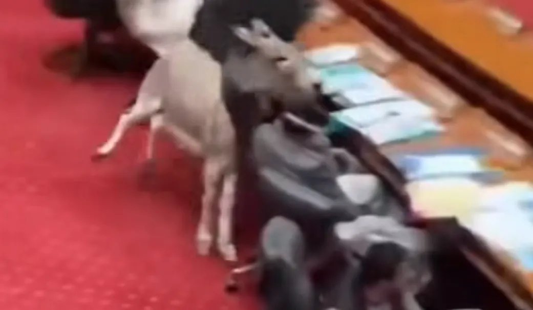 حدث غريب في باكستان: حمار يقتحم قاعة مجلس الشيوخ بشكل مفاجئ! (فيديو)