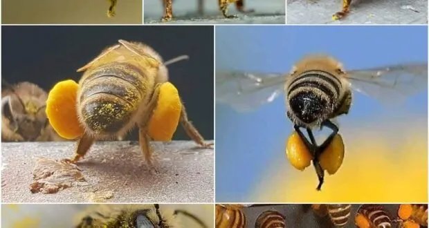 اكتشف أسرار العسل: حقائق مذهلة عن فوائده وقدرات النحل الخارقة!